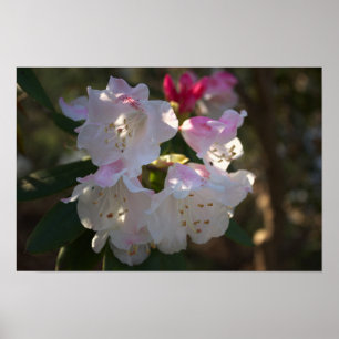 Poster für weiße und rosa Blume