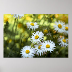 Poster Gänseblümchen Blume Floral Naturfotografie