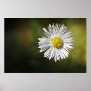 Poster Gänseblümchen-Blume Floral Naturfotografie