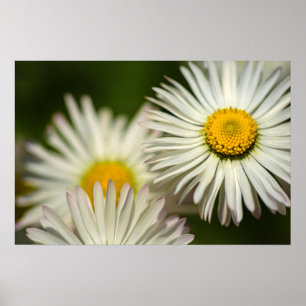 Poster Gänseblümchen Blumen Florale Naturfotografi