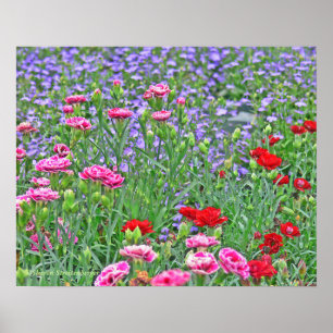 Poster, GARTEN VON FARBEN, GEMISCHTE BLUME/ROT,PUR Poster