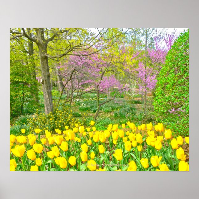Poster, Gelbe Tulpen und Rotbuden Poster (Vorne)
