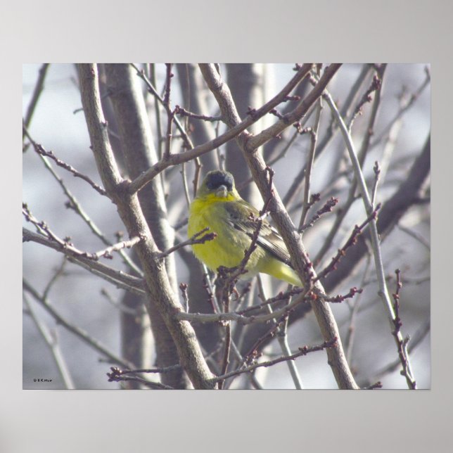 Poster - Gelber Vogel in Branchen (Vorne)