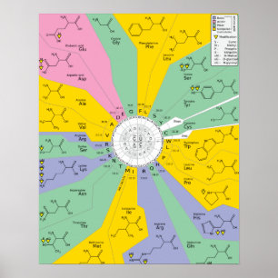 Poster GeneticCode Aminosäuren-Codons