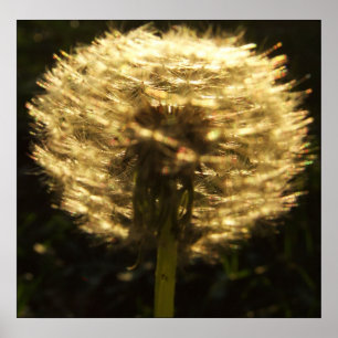 Poster Golden Dreams