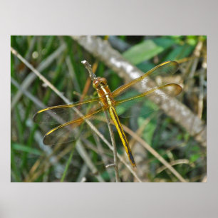 Poster Golden Meadowhawk (Sympetrum) Dragonfly