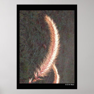 Poster - Grasseedenkopf für Zierzwecke