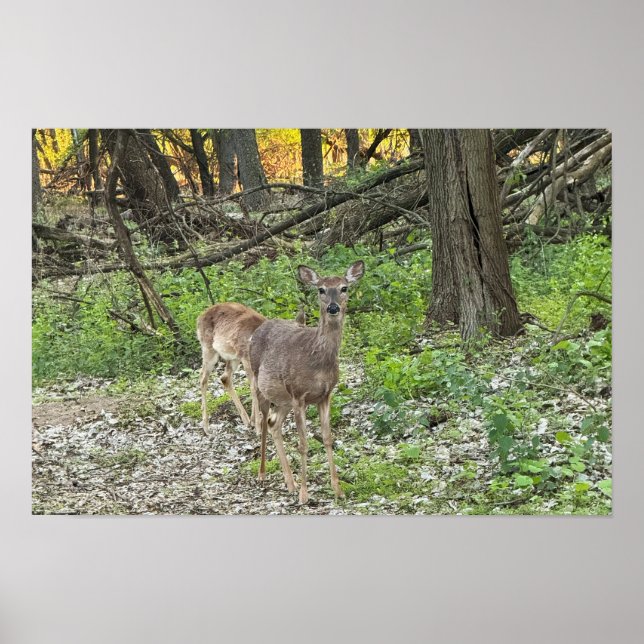 Poster "Hirsch in Holz" (Vorne)