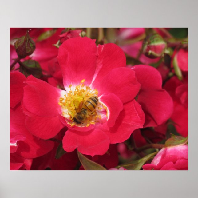 Poster - Honey Bee on Rose (Vorne)