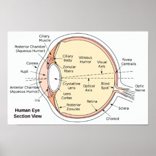 Poster Human Eye Ball Anatomisches Diagramm