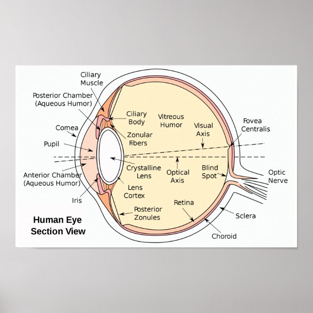 Poster Human Eye Ball Anatomisches Diagramm (Vorne)