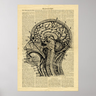 Poster Human Head Brain Anatomie auf Zeitung