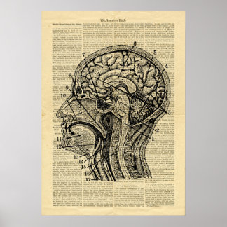 Poster Human Head Gehirn Anatomie auf Zeitung