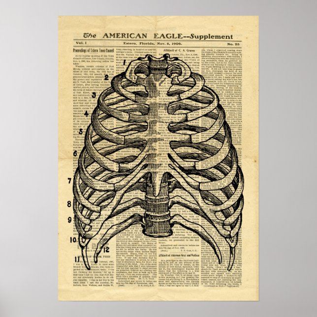 Poster Human Skeletat Thorax auf Zeitung (Vorne)