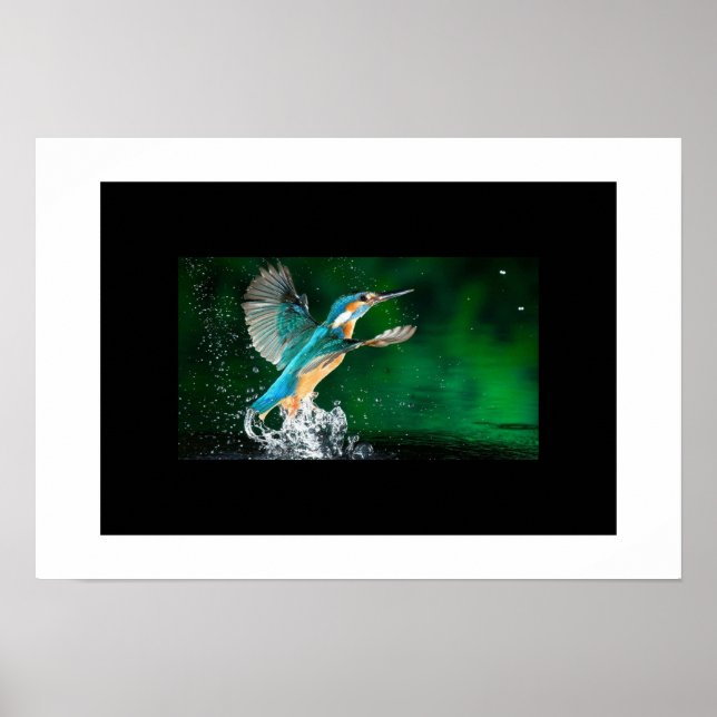 Poster-Hummingbird Poster (Vorne)
