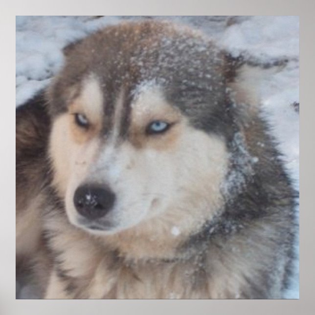 Poster Husky (Vorne)