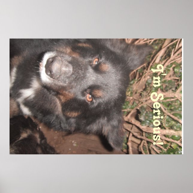 Poster Husky Collie Cross (Vorne)
