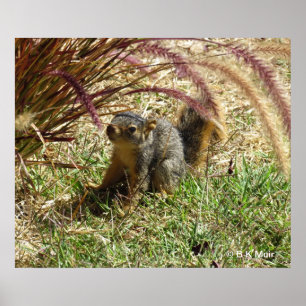 Poster - Inquisitives Eichhörnchen