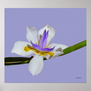 Poster - Iris - Fortnight Lilly