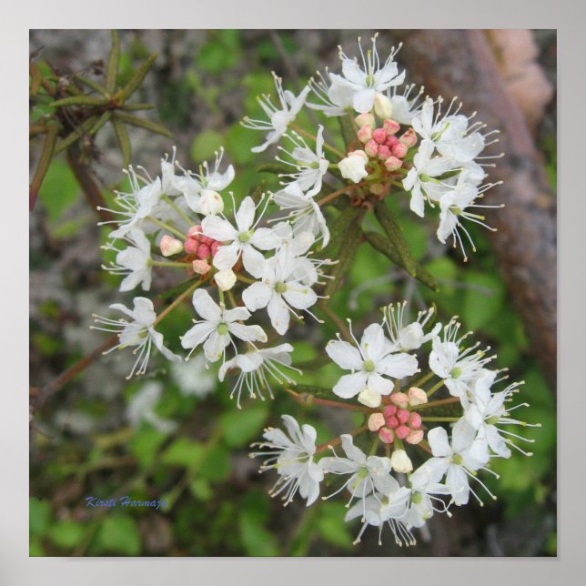 Poster Kirsti Harmaja (Vorne)