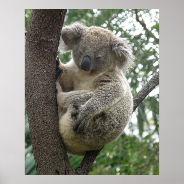 Poster Koala in Tree Australia (Vorne)