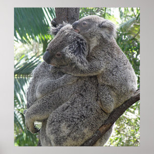Poster Koala und Babys Australien Foto ZIZAGO