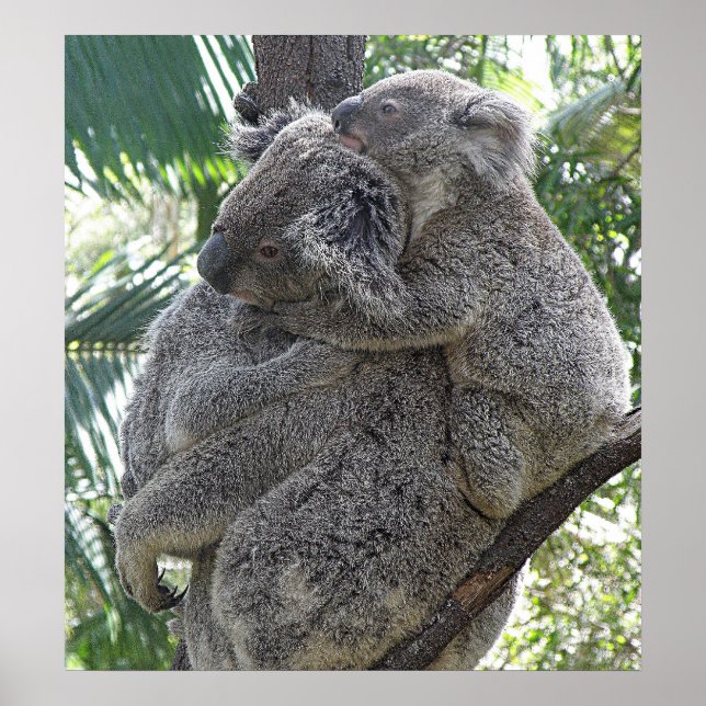 Poster Koala und Babys Australien Foto ZIZAGO (Vorne)