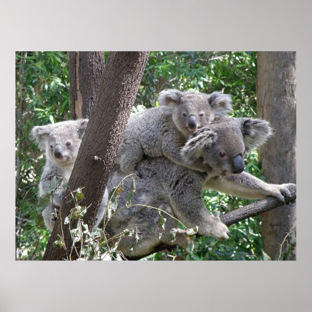 Poster Koala und Zwei Babys Foto Australien (Vorne)