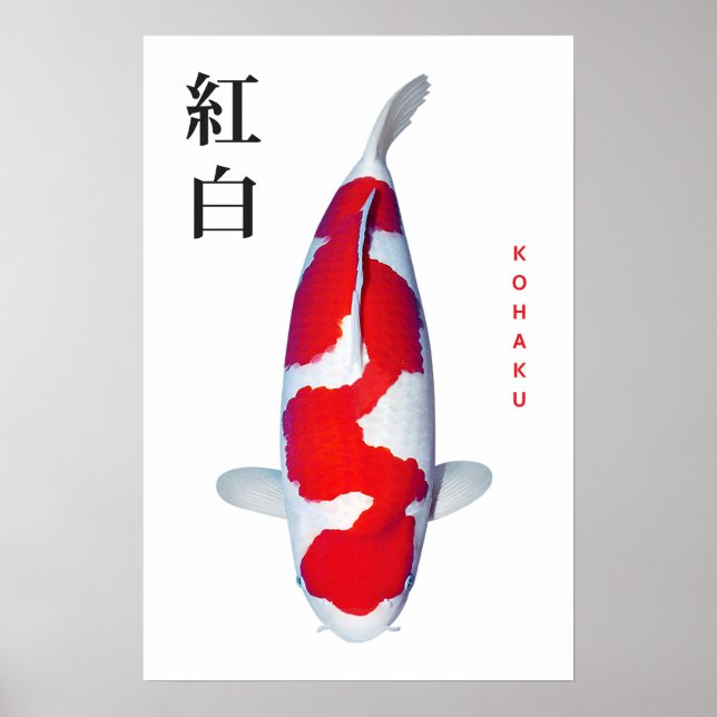 Poster Kohaku Koi Elegance (Vorne)