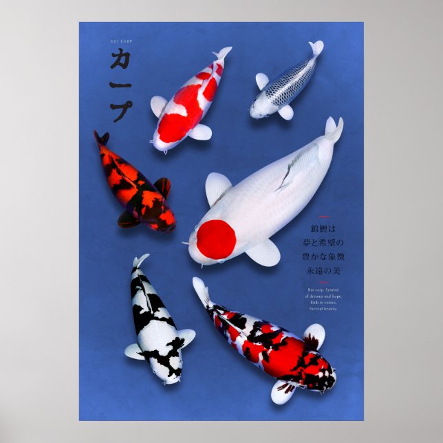 Poster Koi Elegance (Vorne)