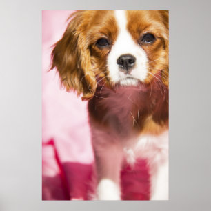 Poster König Charles Spaniel Hündin