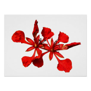 Poster Königliche Poinciana