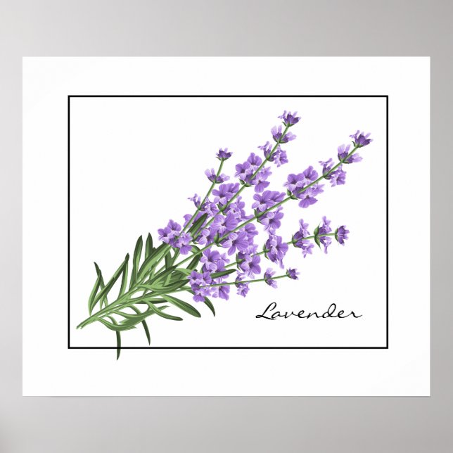 Poster-Lavender Poster (Vorne)
