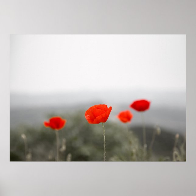 Poster/Leinwand-Druck von roten Mohnchen Poster (Vorne)