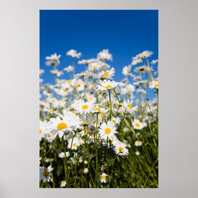Poster/Leinwand Poster (Vorne)