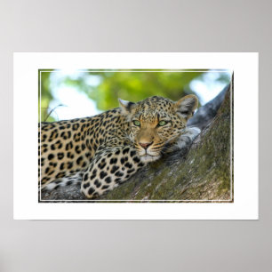 Poster-Leopard Poster