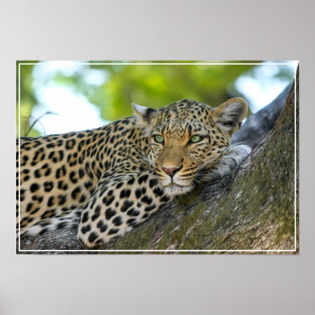 Poster-Leopard Poster (Vorne)