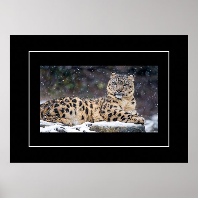 Poster-Leopard Poster (Vorne)