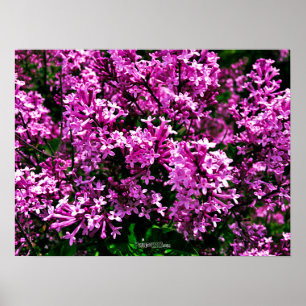 Poster - Lila antike Lilacs im Highland Park
