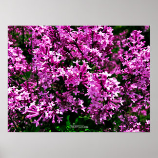 Poster - Lila antike Lilacs im Highland Park