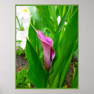 Poster Lila Calla Lily