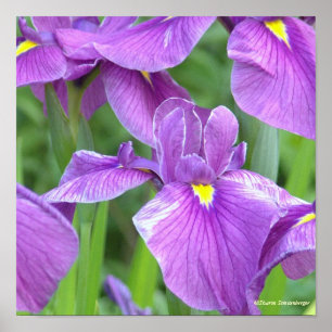 POSTER "LILA IRIS"