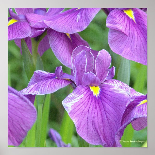 POSTER "LILA IRIS" (Vorne)