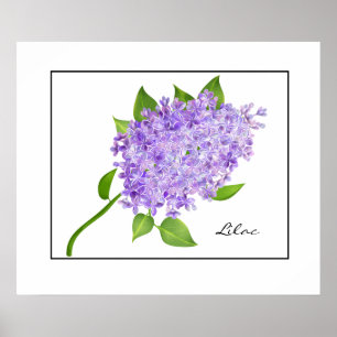 Poster-Lilac Poster