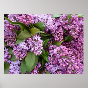 POSTER - Lilacs im Frühjahr - Frankreich