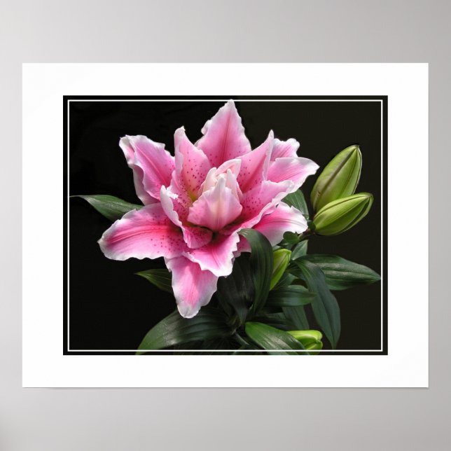 Poster-Lily-Blume Poster (Vorne)