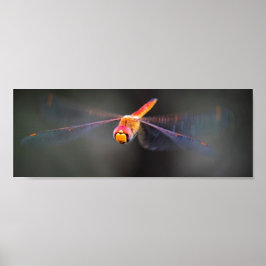 Poster Macro Dragonfly
