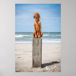 Poster Magyar Vizsla Ō en!