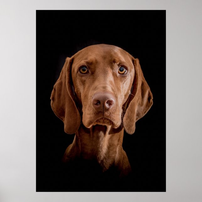 Poster Magyar Vizsla Ō en! (Vorne)