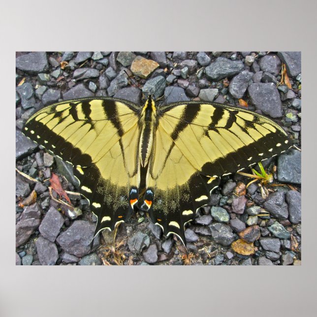 Poster Male Eastern Tiger Frack Butterfly (Vorne)
